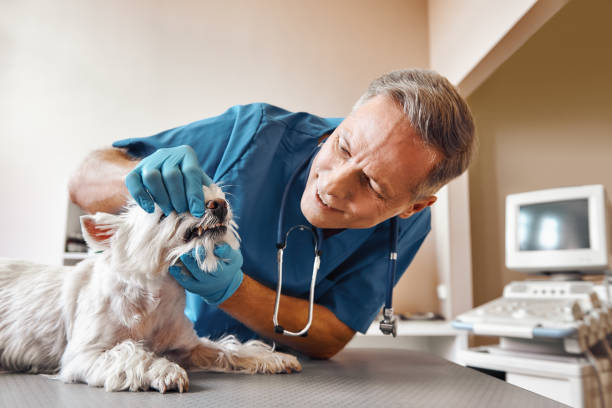 Best Emergency Treatment for Dental Infections or Abscesses in Hlcrest, IL